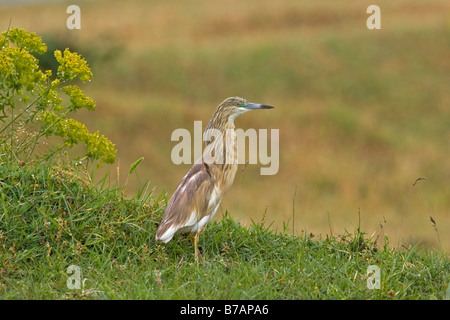 Sqacco Heron (Ardeola ralloides), capretti Foto Stock