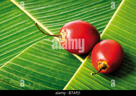 Tree (pomodori Solanum betaceum), sul letto di foglie di banano Foto Stock