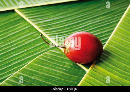 Tree (pomodori Solanum betaceum), sul letto di foglie di banano Foto Stock