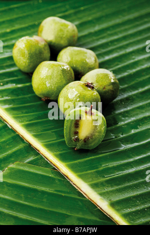 Il kiwi precedentemente noto come uva spina cinese (Actinidia chinensis), su foglie di banano Foto Stock