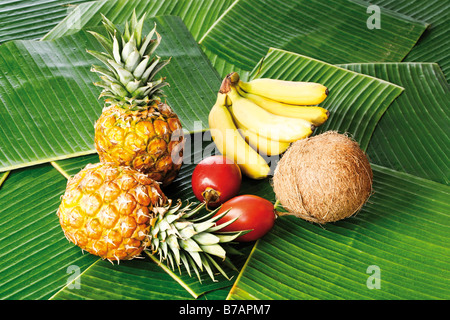 Frutti tropicali su letto di foglie di banano, baby ananas (Ananas comusus), tamarillos, (Solanum betaceum), noci di cocco (Cocos nuc Foto Stock