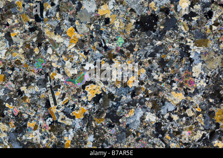 Microfotografia di un granito Aplite far scorrere la sezione trasversale, illuminazione polarizzata mostra differenziazione tra i vari minerali. Foto Stock