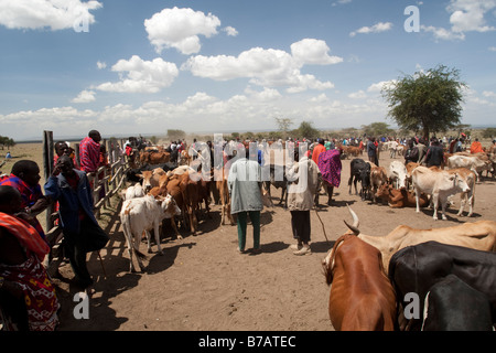 Masai mercato del bestiame Aitong Masai Mara riserva nord Kenya Foto Stock