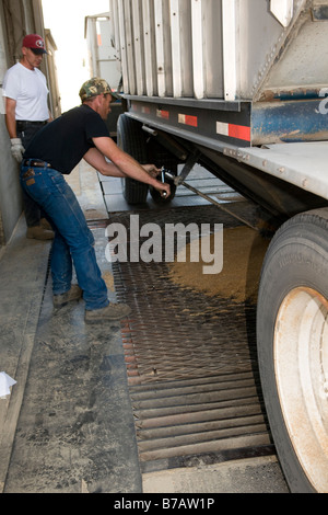 Un carrello granella driver funziona per scaricare il grano in un elevatore del grano durante il raccolto nella regione di Palouse di Washington Foto Stock