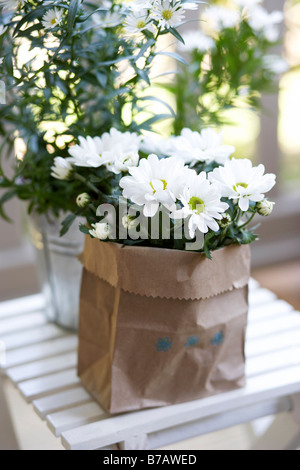 Margherite in un sacchetto di carta Foto Stock