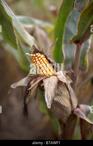 Close-up di mais, Springridge Farm, Milton, Ontario, Canada Foto Stock