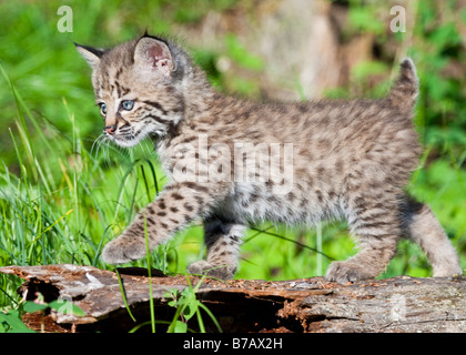 Bobcat gattino strutting su un log- condizioni controllate Foto Stock