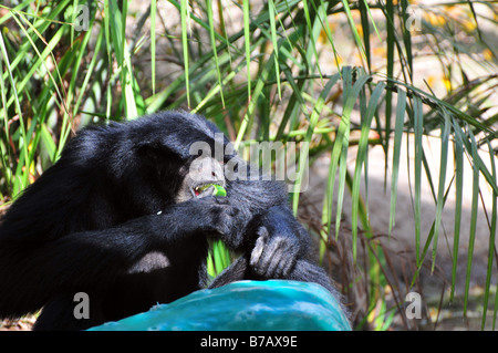 Un espressivo ape munches su un Apple Foto Stock