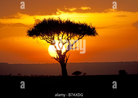 Tramonto dietro ombrello acacia Masai Mara riserva nord Kenya Foto Stock