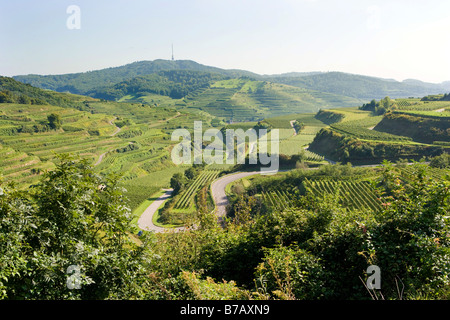 Vigneti nelle montagne del Kaiserstuhl Foto Stock