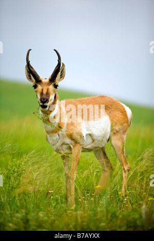 Pronghorn Antelope, parco nazionale della Grotta del Vento, il Dakota del Sud, STATI UNITI D'AMERICA Foto Stock