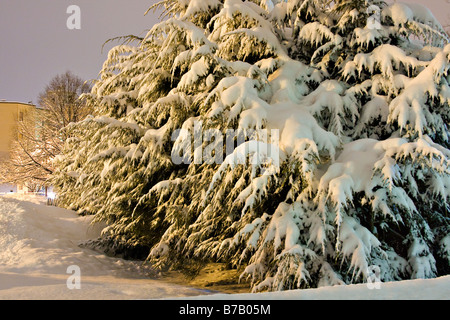 Eastern Hemlock Trees (Tsuga canadensis) coperto di neve. Foto Stock