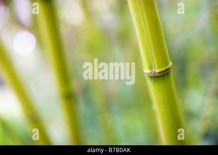 Close-up di bambù in foreste di bambù in Golden Gate Park di San Francisco, California, Stati Uniti d'America Foto Stock