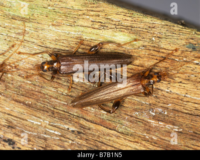 Un gambe gonfie flower beetle Oedemera femorata appena nati da legno marcescente Foto Stock