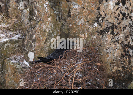 Corvo imperiale Corvus corax seduta sulle uova Dumfries Galloway Scozia Marzo Foto Stock