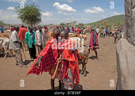 Masai mercato del bestiame Aitong Masai Mara riserva nord Kenya Foto Stock