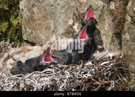 Corvo imperiale Corvus corax pulcini sul nido con bocche agape Dumfries Galloway Scozia Aprile Foto Stock