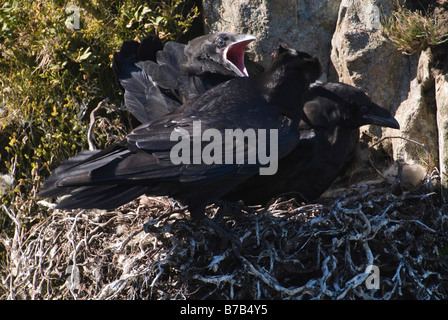 Adulto Corvo imperiale Corvus corax pulcini di alimentazione sul nido Galloway Dumfries Scozia Aprile Foto Stock