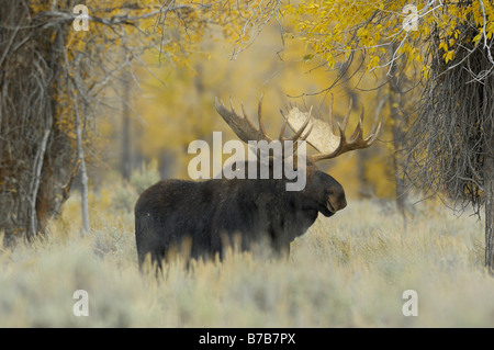 Big Bull alci in mezzo Golden Aspens Foto Stock