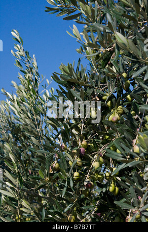 Olive su un ramo in Cipro Foto Stock