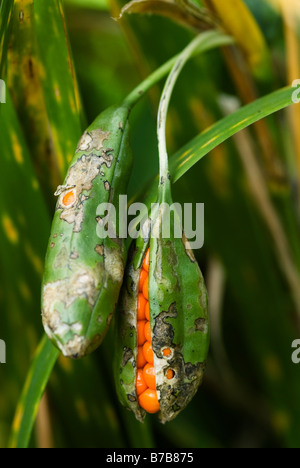 IRIS FOETIDISSIMA GLADWYN PUZZOLENTE POD di sementi Foto Stock