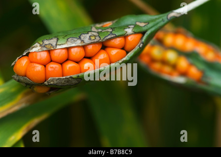 IRIS FOETIDISSIMA GLADWYN PUZZOLENTE POD di sementi Foto Stock