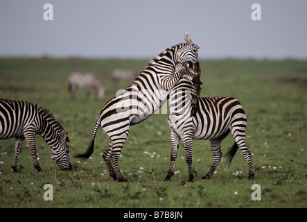 Combattendo la Zebra Stalloni Foto Stock