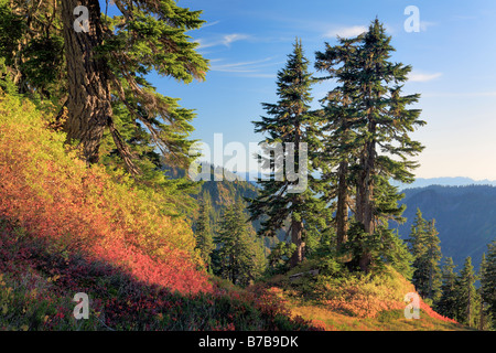 Conifere e arbusti di mirtillo in autunno a colori Mount Baker nello stato di Washington, USA Foto Stock