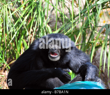 Un espressivo ape munches su un Apple Foto Stock