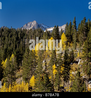 BEAR CREEK guglia sopra gli alberi di ASPEN girando golden tra i pini DELLA SIERRA NEVADA IN CALIFORNIA Foto Stock