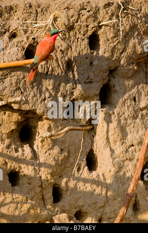 Southern Carmine gruccione guardie muro di fango nidi del gregge, Okavango Panhandle Foto Stock