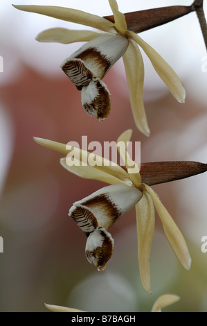 Coelogyne dayana orchid flower spike bianco marrone Foto Stock