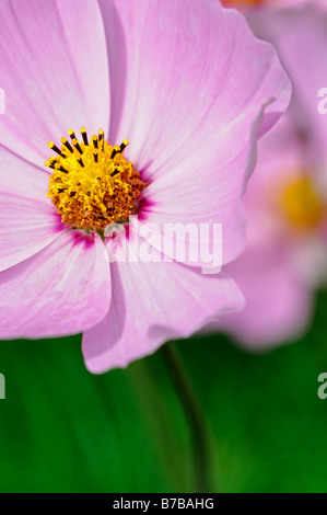 Cosmos bipinnatus sensazione miscelati closeup close up dettaglio fiore colore rosa fioritura annuale blossom astratta sfocatura diffusa sfocato Foto Stock