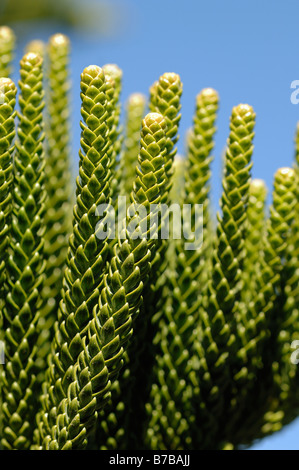 Araucaria Excelsa Norfolk Pine lascia il dettaglio Foto Stock