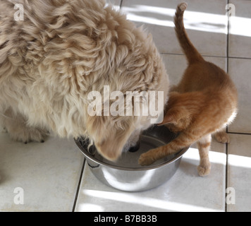 Di cane e di gatto la condivisione di una ciotola di cibo Foto Stock