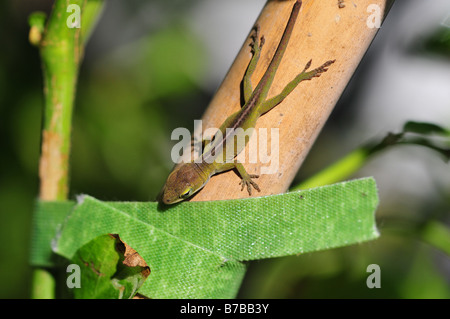 Una tozza lucertola su un palo di bambù in una New Orleans garden Foto Stock