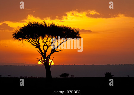 Tramonto dietro ombrello acacia Masai Mara riserva nord Kenya Foto Stock