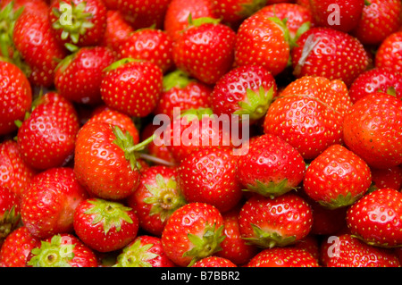 fragole Foto Stock