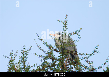 Airone cenerino Ardea cinerea in un larice Larix decidua tree South Ayrshire in Scozia Aprile Foto Stock