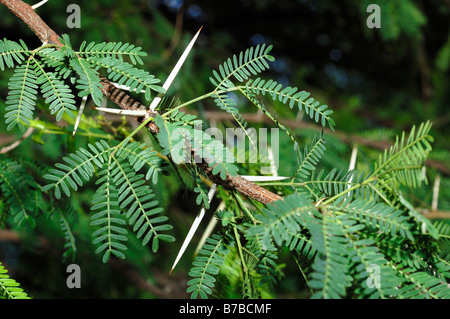 Acacia Karroo dettaglio delle foglie Foto Stock