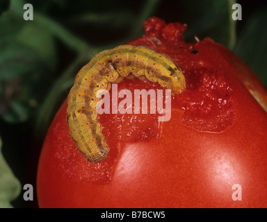 Il pomodoro fruitworm Helicoverpa armigera caterpillar colorato di arancione da alimentazione su un frutto di pomodoro Foto Stock