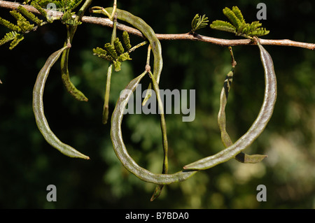 Acacia Karroo Dettaglio di foglie e frutti Foto Stock