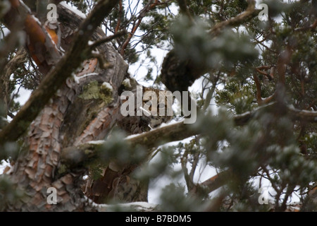 North American bobcat wildcat tree Foto Stock