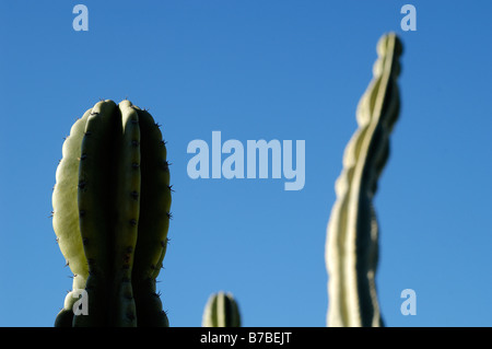 Cereus Peruvianus Cactus Apple Foto Stock