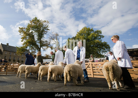 Pecore a giudicare l'annuale Masham pecore Fair vicino a Ripon North Yorkshire Regno Unito Foto Stock