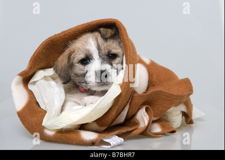 Due mesi di vecchio Jack Russell cucciolo avvolto in un asciugamano Foto Stock