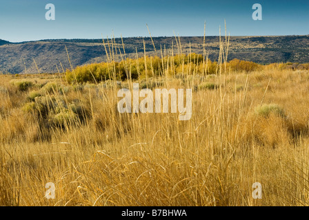 Erba alta in corrispondenza di zone umide visto dal centro strada Patrol e Jackass Mtn in dist a Malheur National Wildlife Refuge Oregon USA Foto Stock