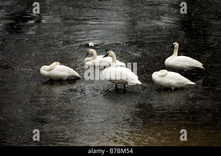 Trumpeter swan nel fiume. Parco Nazionale di Yellowstone, Wyoming negli Stati Uniti. Foto Stock