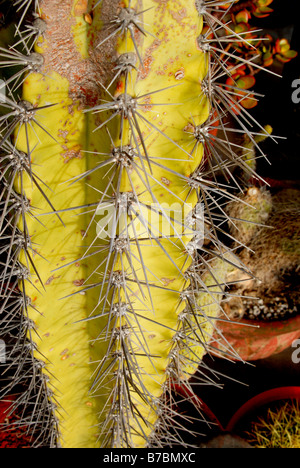 SPIKES SPIKY STING FORZA TEXTURE TEXTURE TEXAS SETE SETE SETE SETE SETE SPINE TORTURA DURA VEGETAZIONE SENZA ACQUA MOLTI VERDE ESPINA PELIGRO MIL Foto Stock