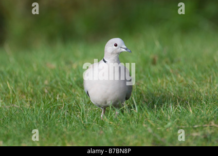 Colomba a collare Streptopelia decaocto rovistando sul suolo South Lanarkshire Marzo Foto Stock